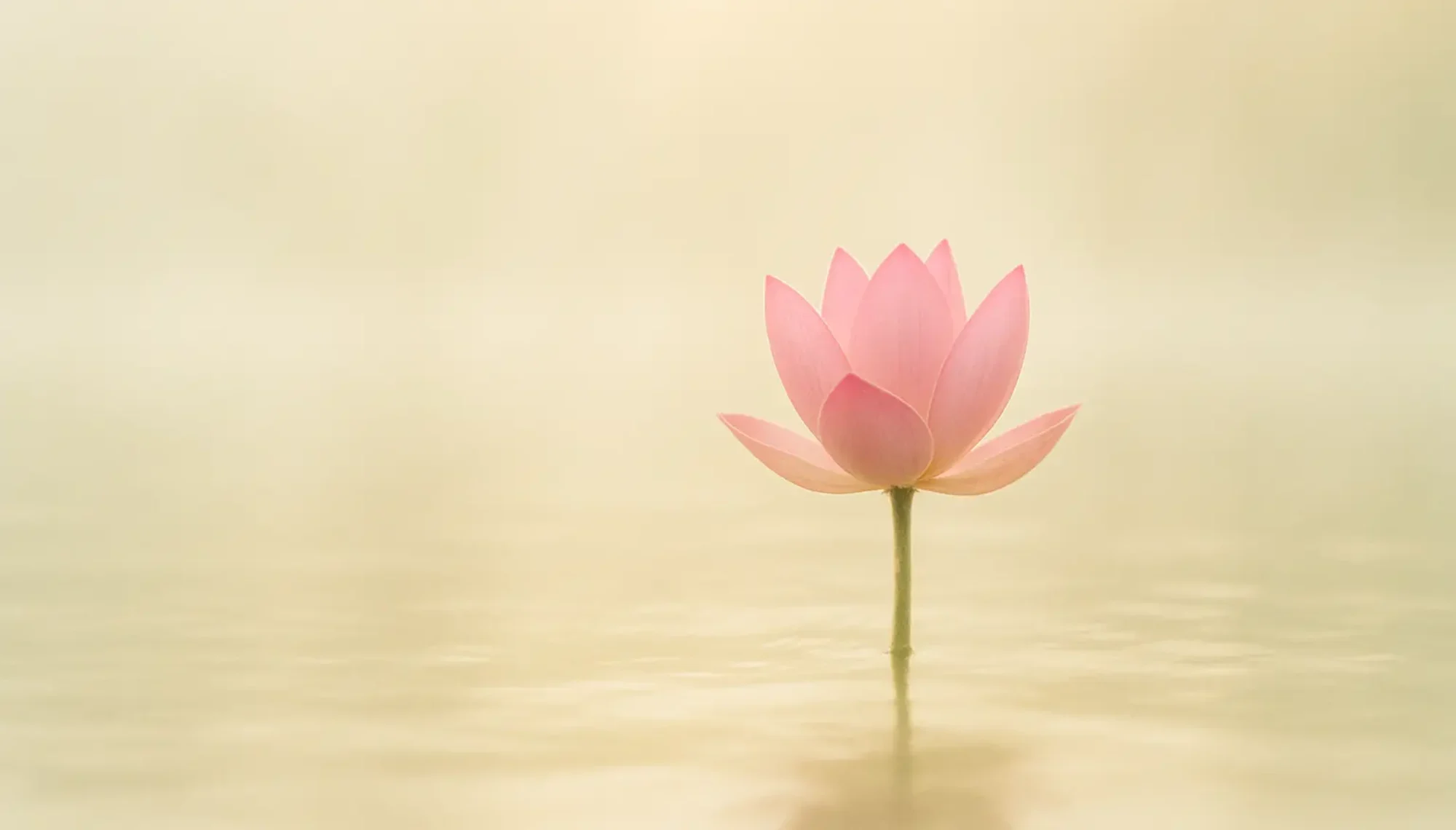 Tranquil lotus flower emerging from calm water, symbolizing clarity and healing in integrative therapy