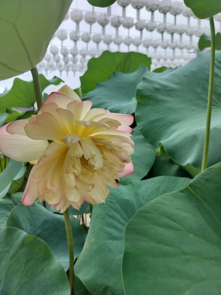 Lotus flower at Bongeunsa Temple symbolising resilience, mindfulness, and growth in therapy.