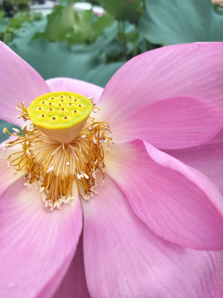 Pink lotus flower symbolising integrative psychotherapy, creativity, and emotional wellbeing.