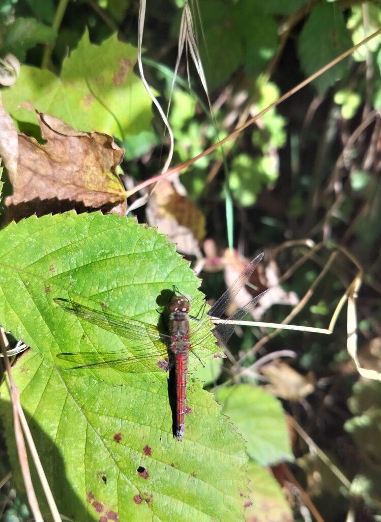 Dragonfly resting on an autumn leaf, wings translucent in golden light — a symbol of stillness, change, and quiet possibility.