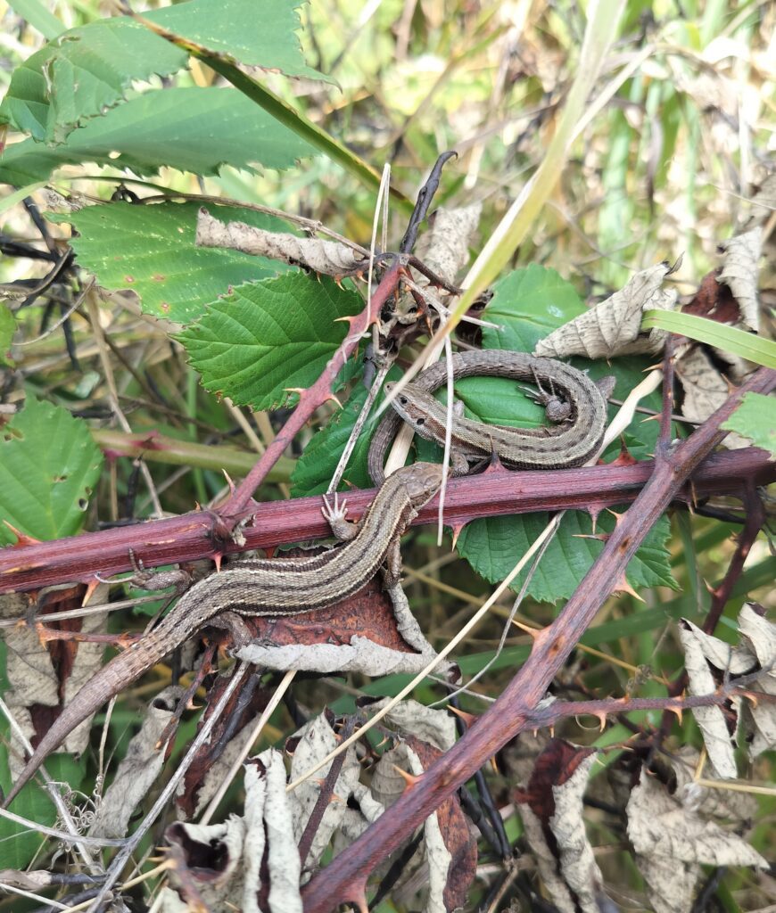 Two lizards basking on a bramble stem among green leaves and sharp thorns — a symbol of resilience, balance, and finding rest in unlikely places. Photo used to illustrate integrative therapy and the capacity to heal even in difficult environments.